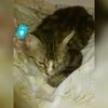 superkittens760